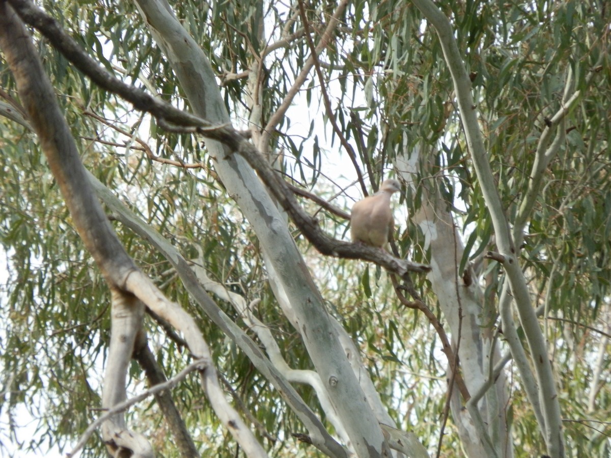 Spotted Dove - ML642803307
