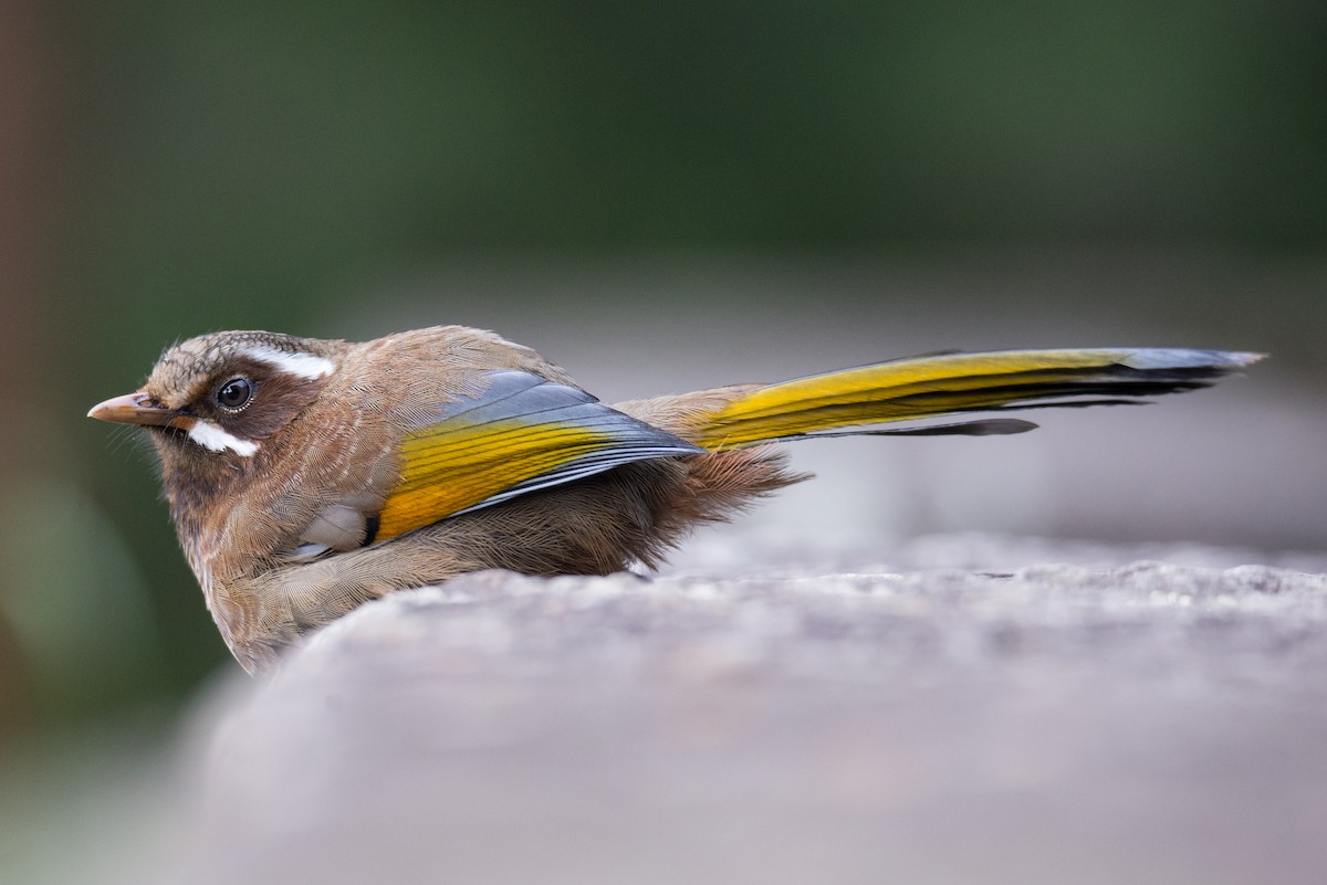 Garrulaxe du Morrison - ML642803312