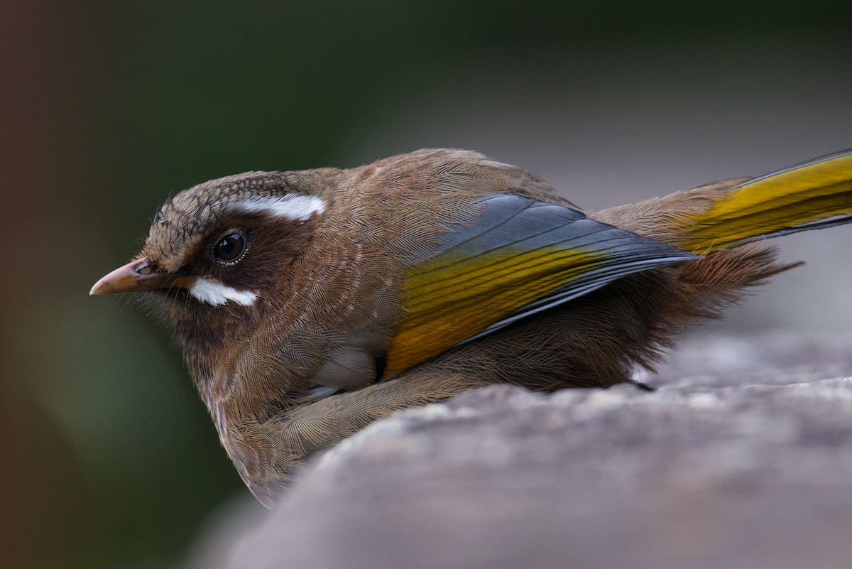 Garrulaxe du Morrison - ML642803313