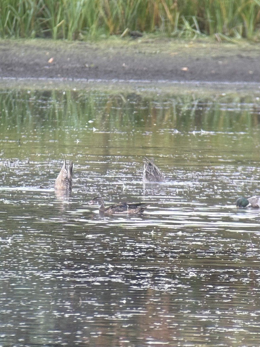 Wood Duck - ML642803316