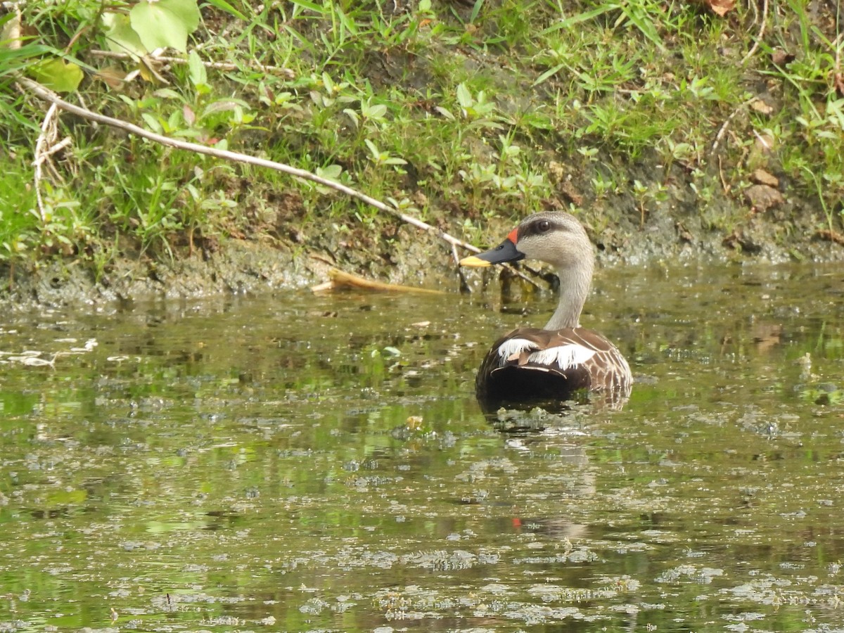 Indian Spot-billed Duck - ML642803317