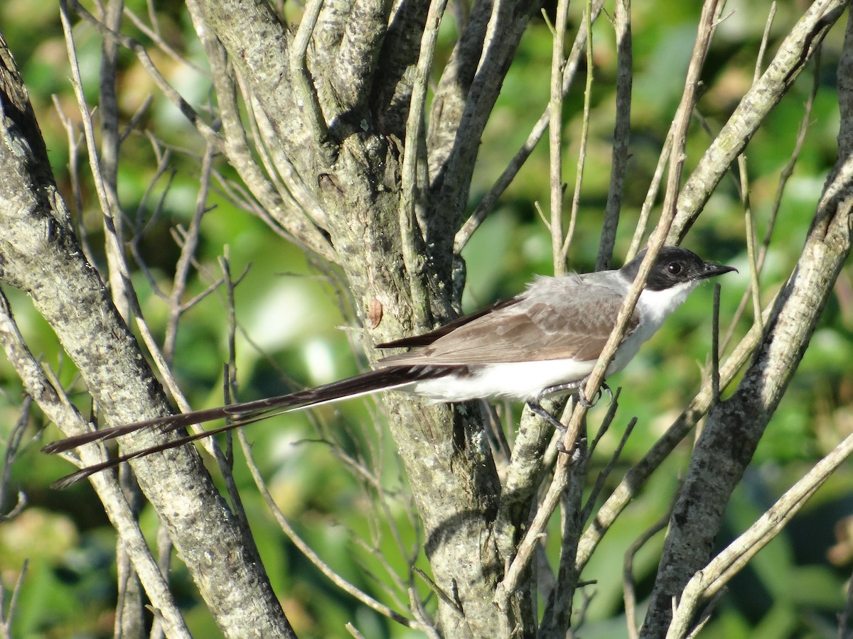 Gabelschwanz-Königstyrann - ML642803322
