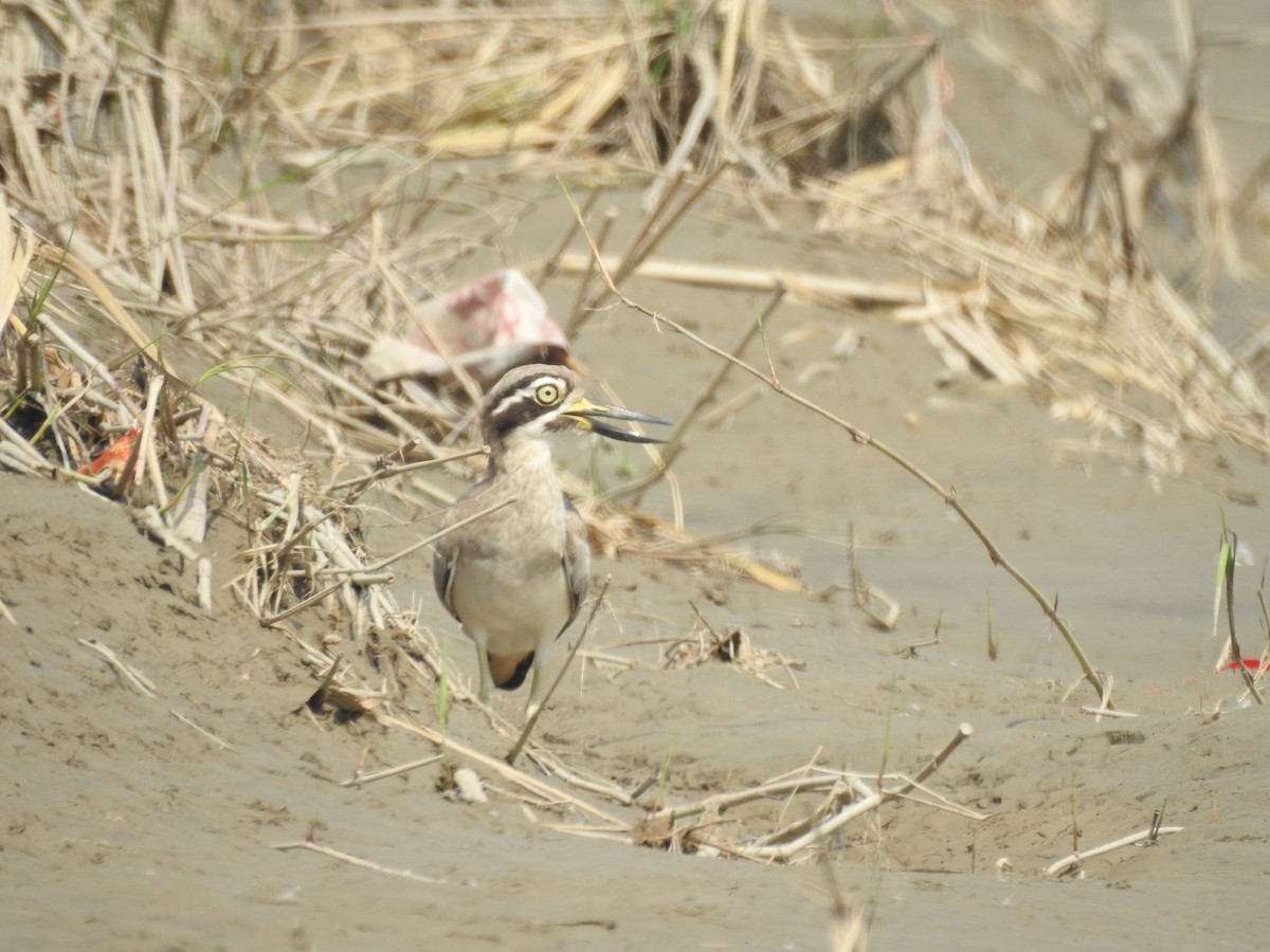 Great Thick-knee - ML642803328