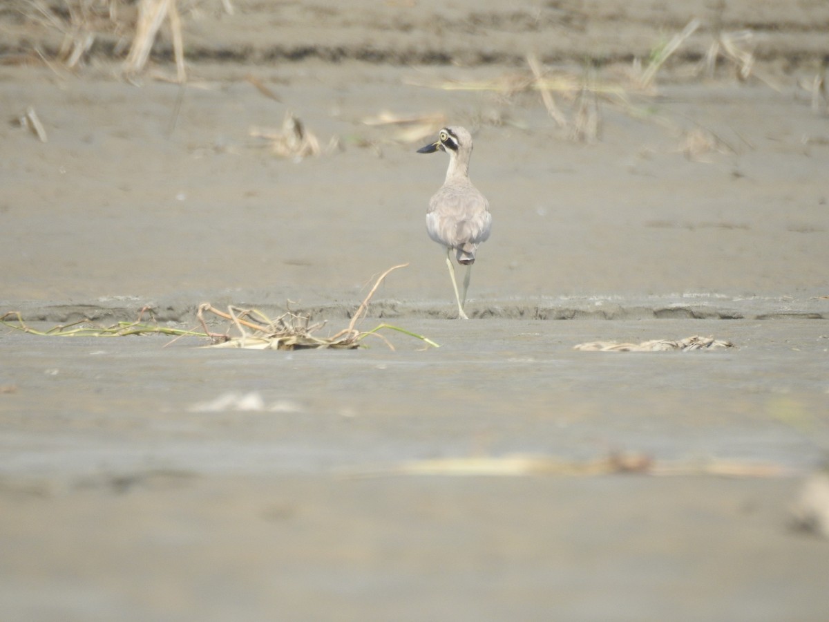 Great Thick-knee - ML642803329