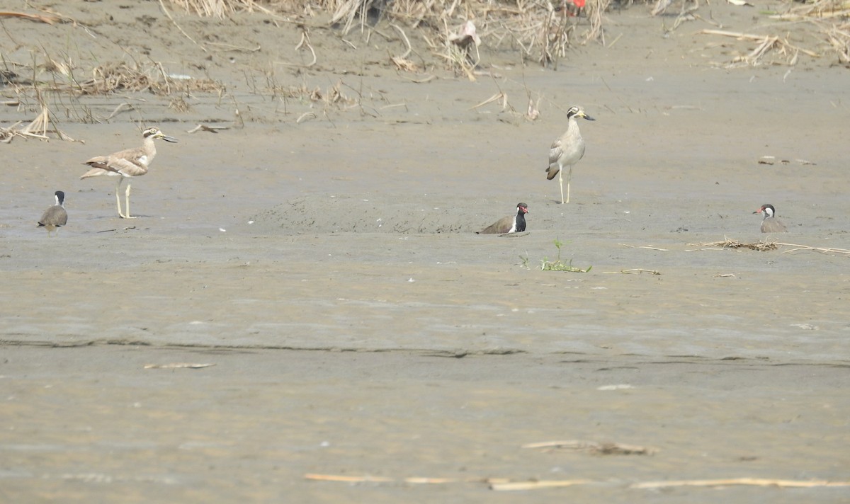 Great Thick-knee - ML642803330