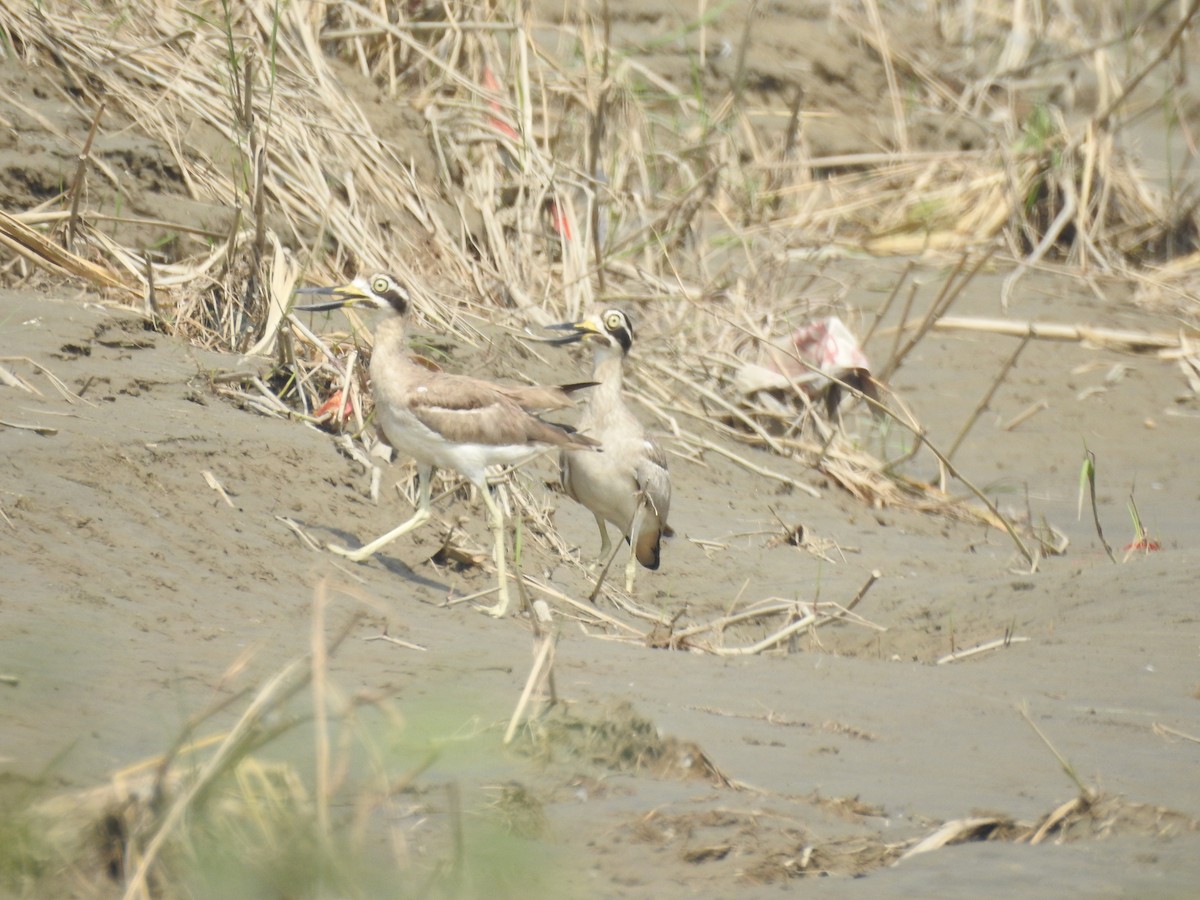 Great Thick-knee - ML642803331