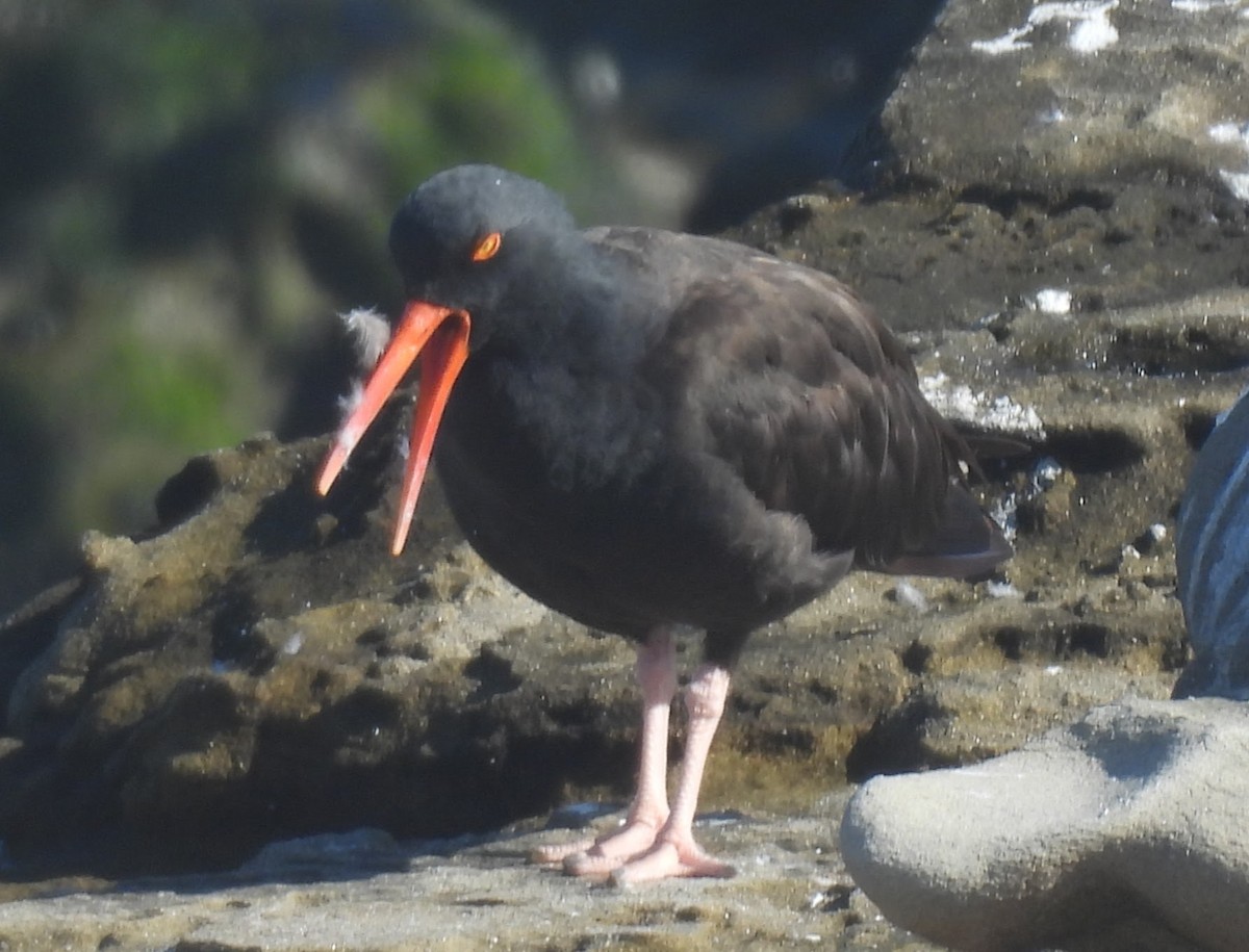 Black Oystercatcher - ML642803338