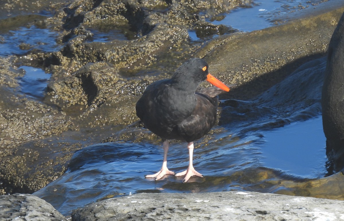 Black Oystercatcher - ML642803339