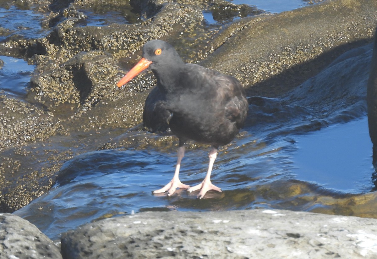 Black Oystercatcher - ML642803340