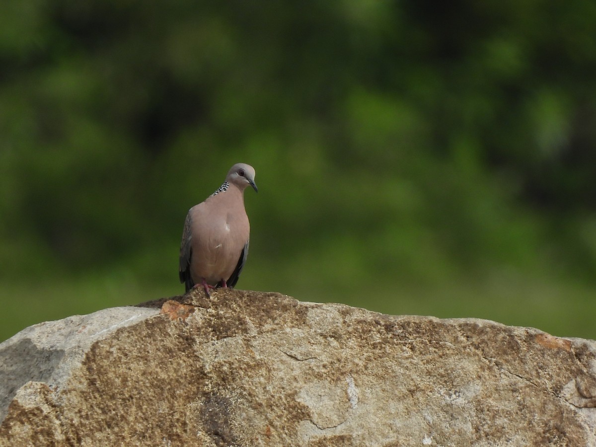 Spotted Dove - ML642803347