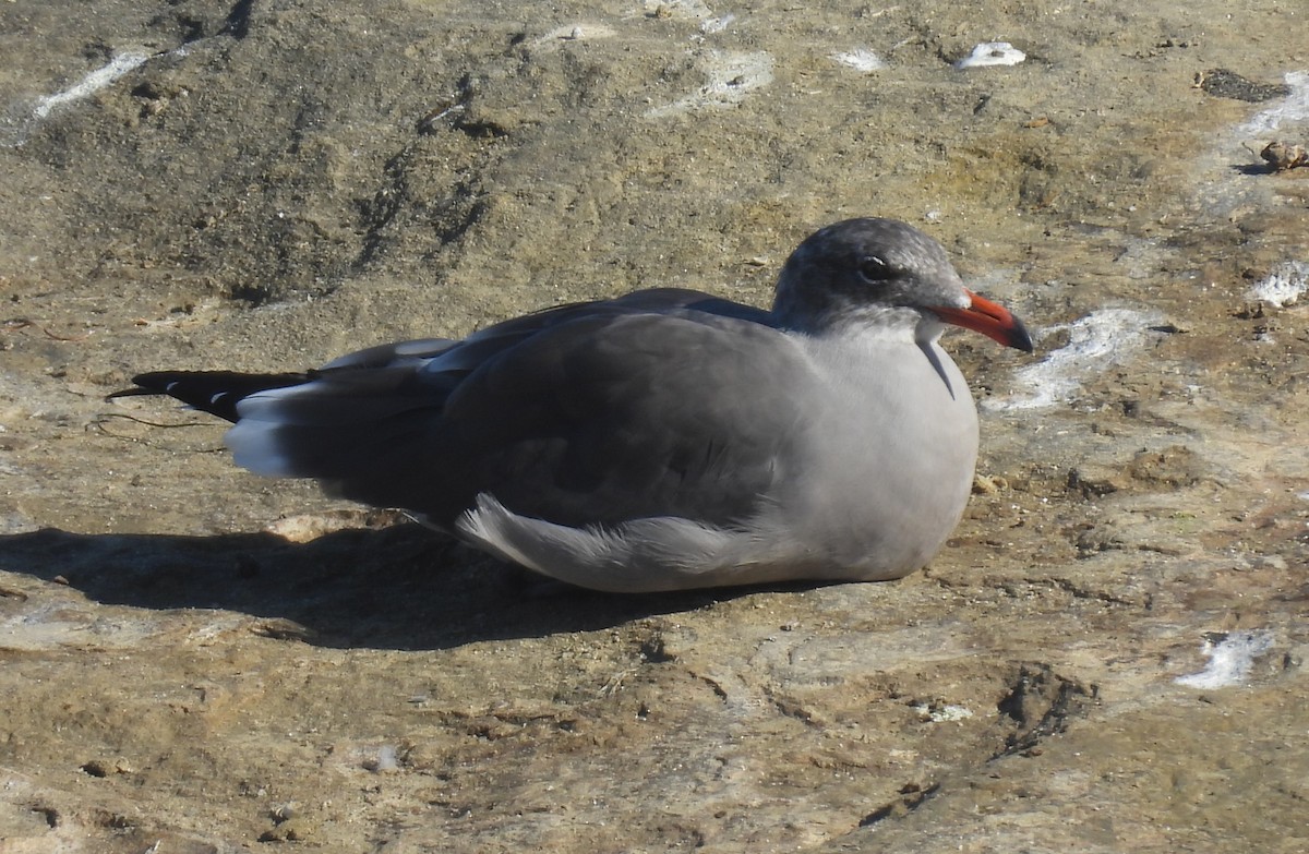 Heermann's Gull - ML642803362