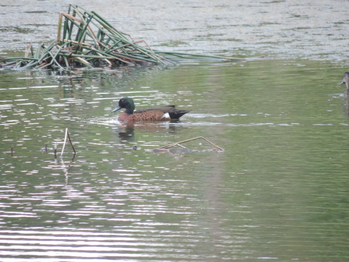 Chestnut Teal - ML642803364
