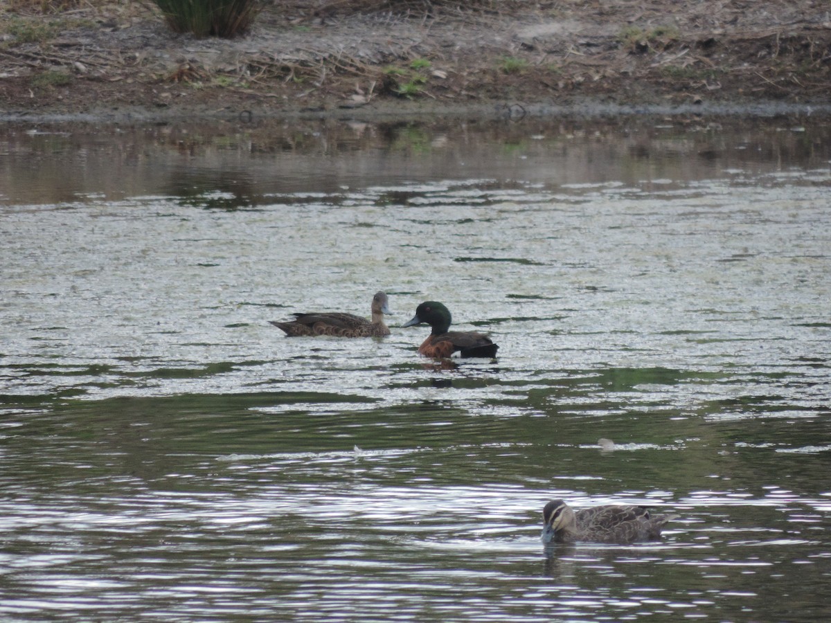 Chestnut Teal - ML642803366
