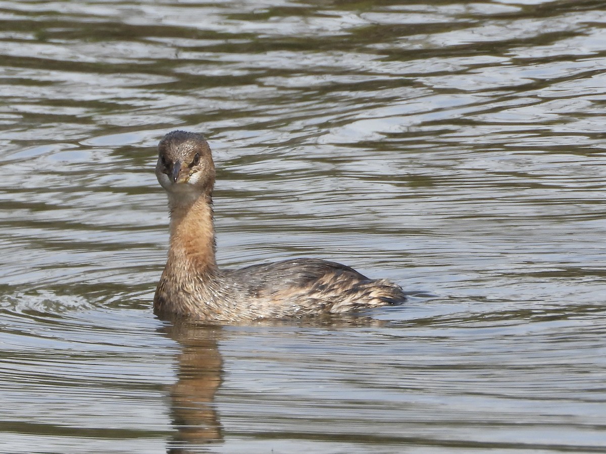 Pied-billed Grebe - ML642803367