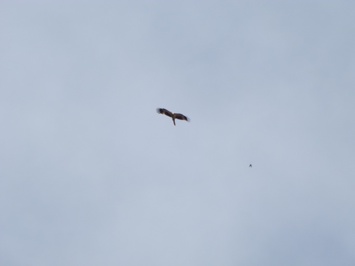 Whistling Kite - ML642803391