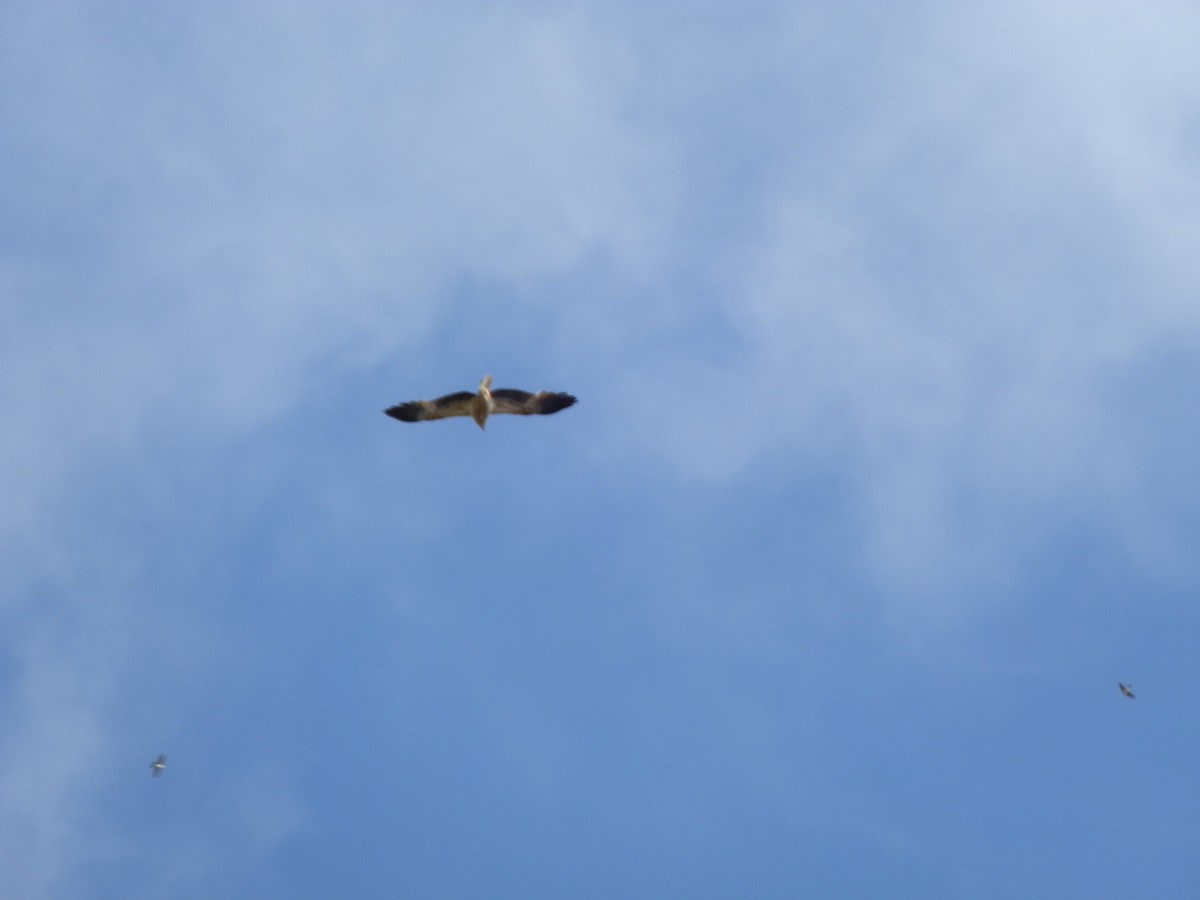 Whistling Kite - ML642803392