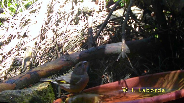 Эгэл ногоолдой - ML642803394