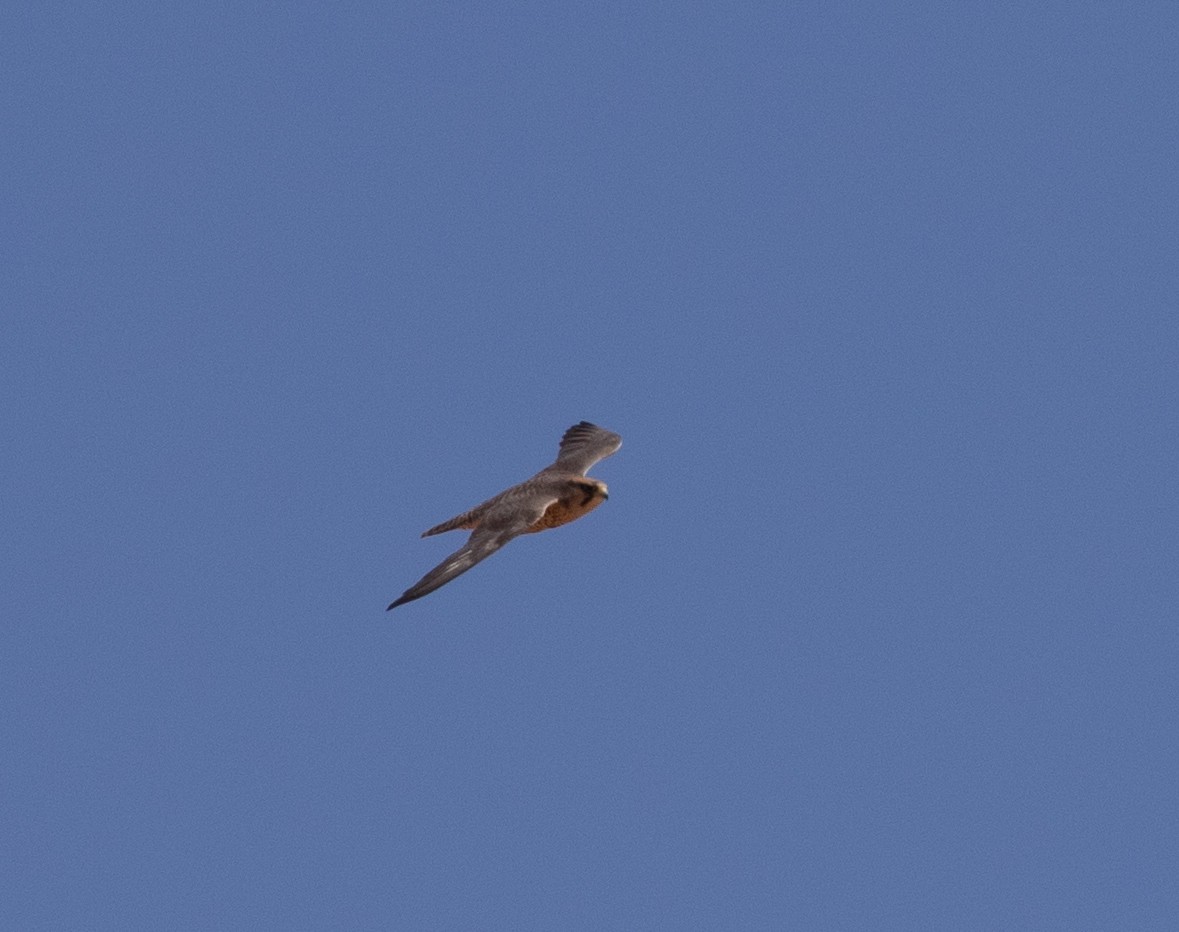 Lanner Falcon - ML642803404