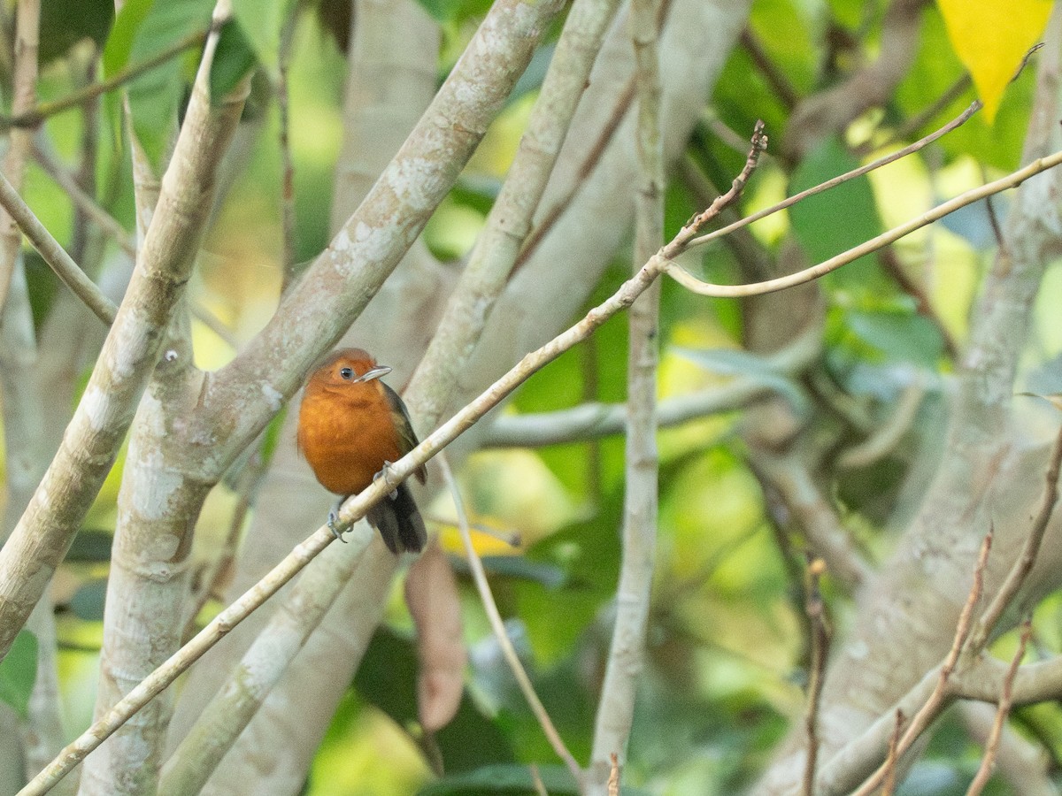 Blackish Antbird - ML642803407