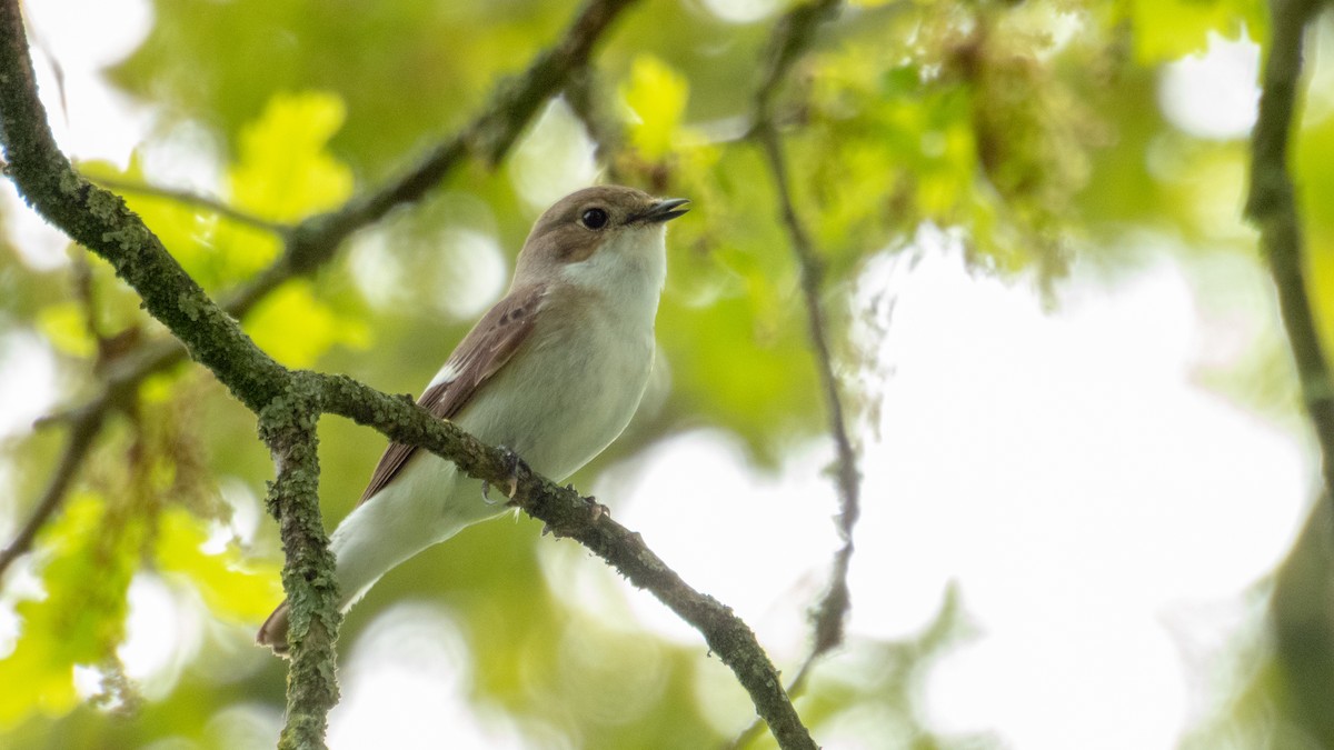 European Pied Flycatcher - ML642803409