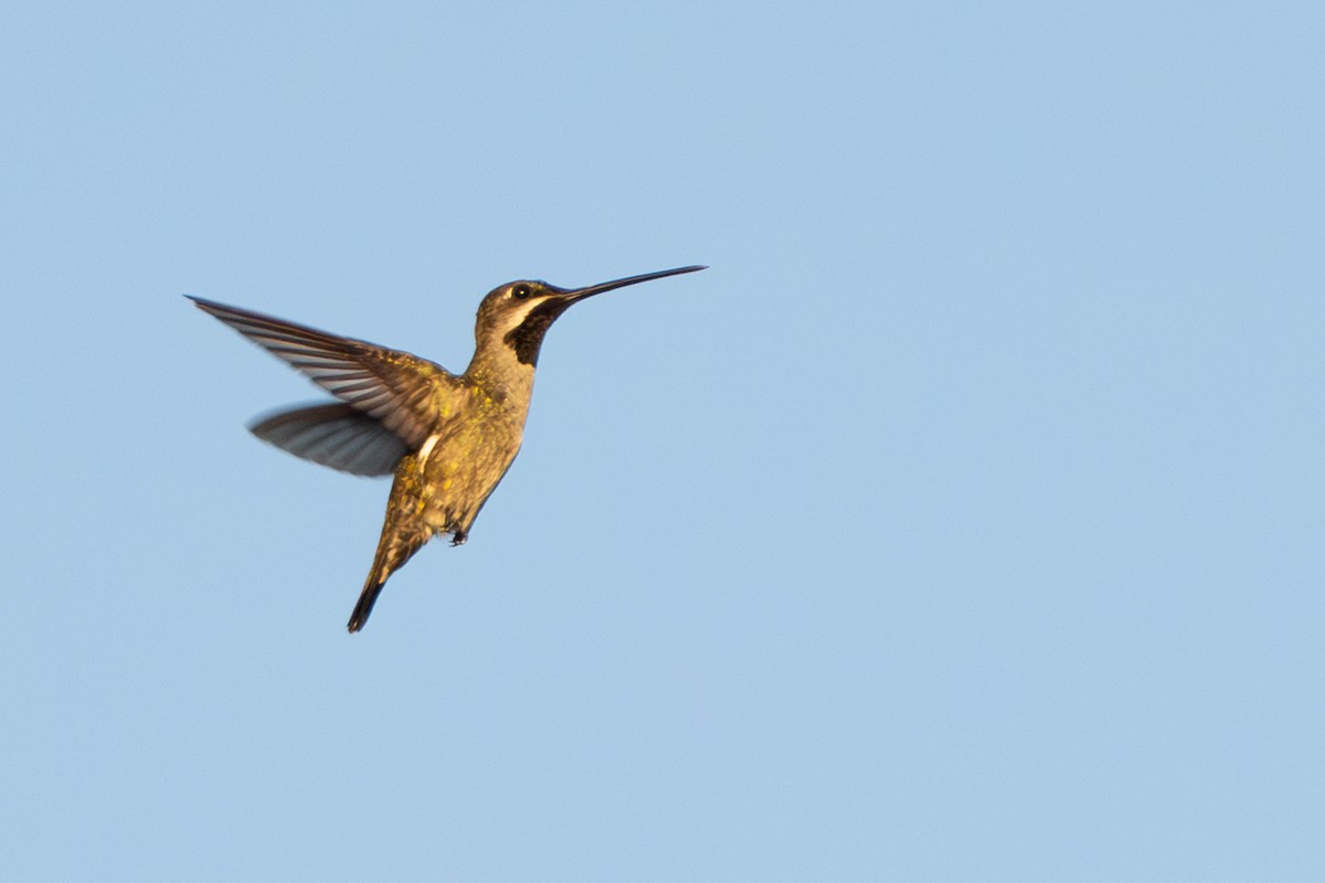 Long-billed Starthroat - ML642803414