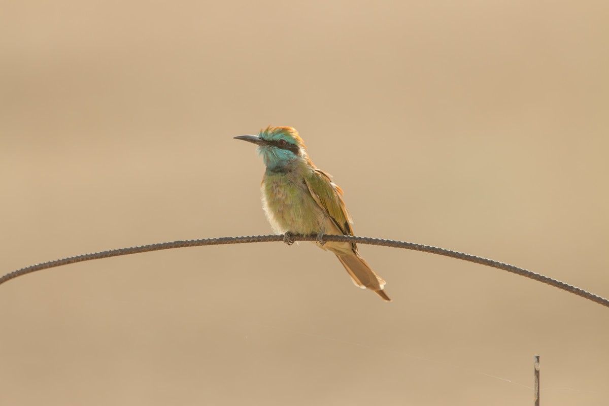 Arabian Green Bee-eater - ML642803427