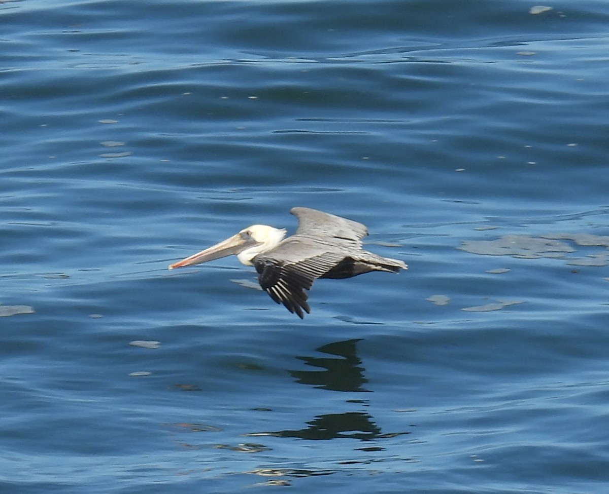 Brown Pelican - ML642803432