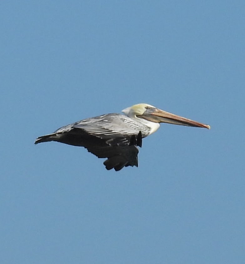 Brown Pelican - ML642803433