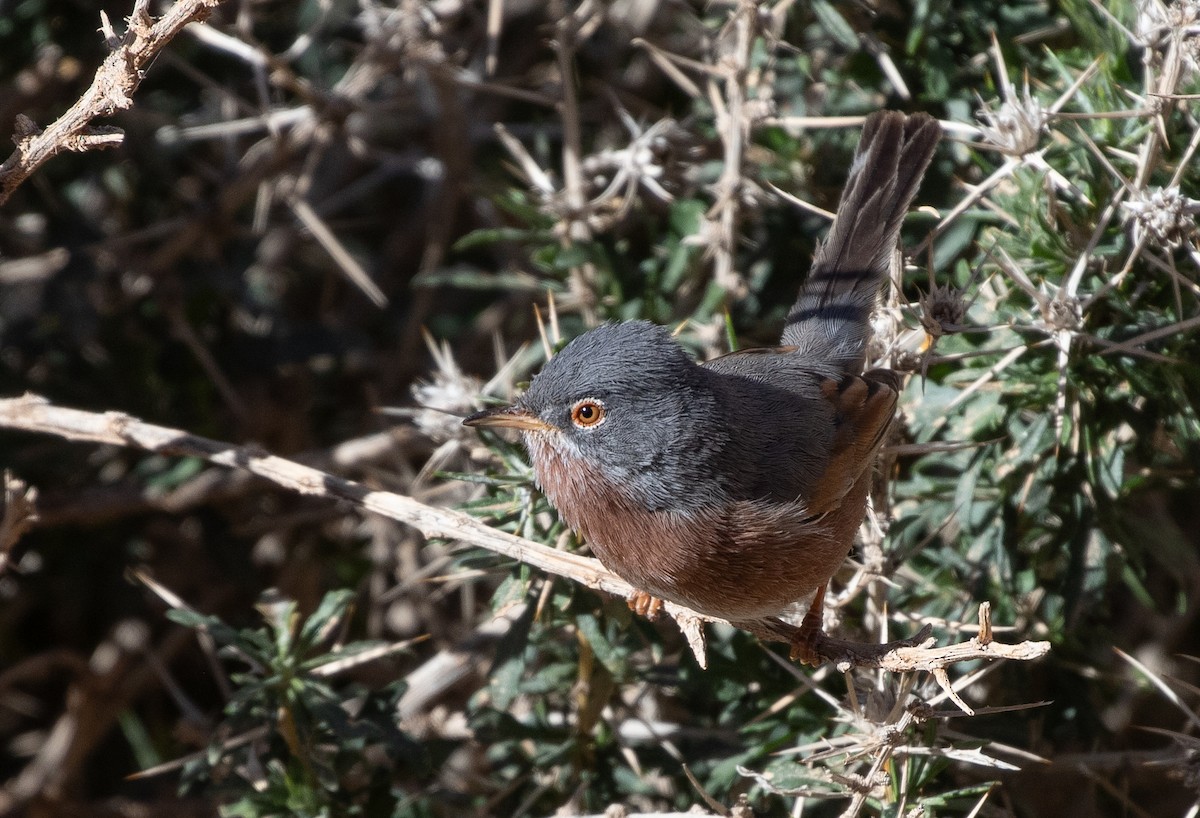 Tristram's Warbler - ML642803438