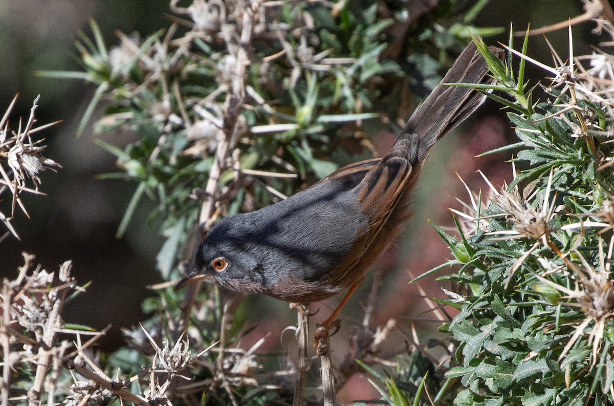 Tristram's Warbler - ML642803439