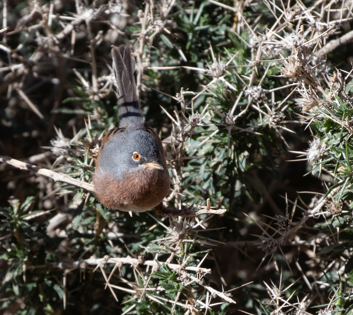 Tristram's Warbler - ML642803440