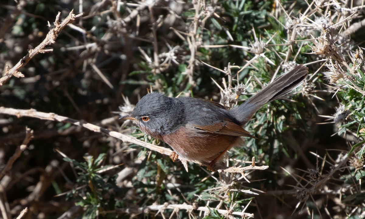 Tristram's Warbler - ML642803441