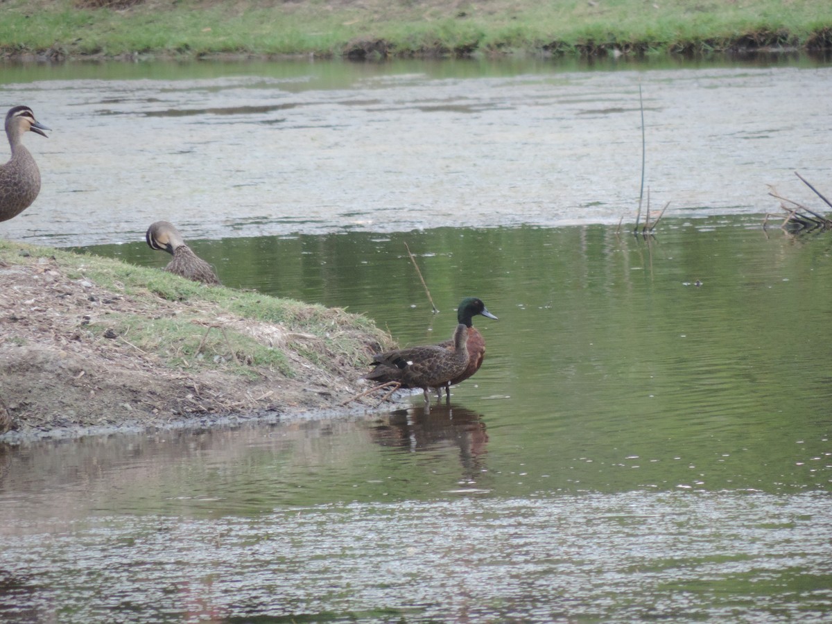 Chestnut Teal - ML642803442