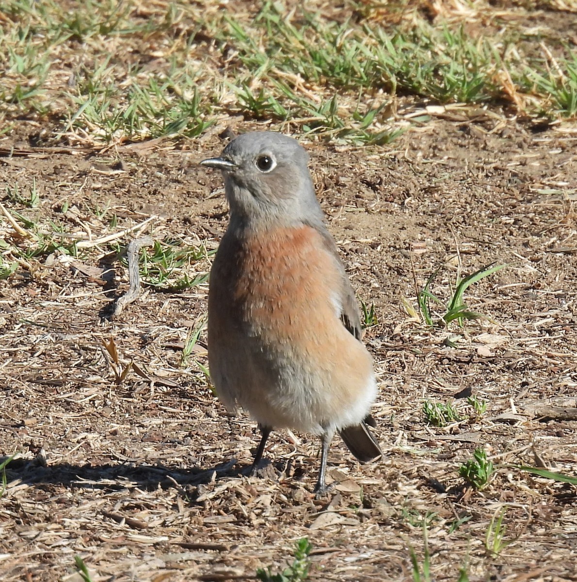 Western Bluebird - ML642803443