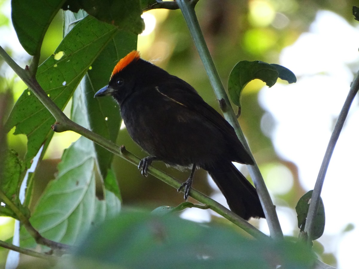 Flame-crested Tanager (Flame-crested) - ML642803447