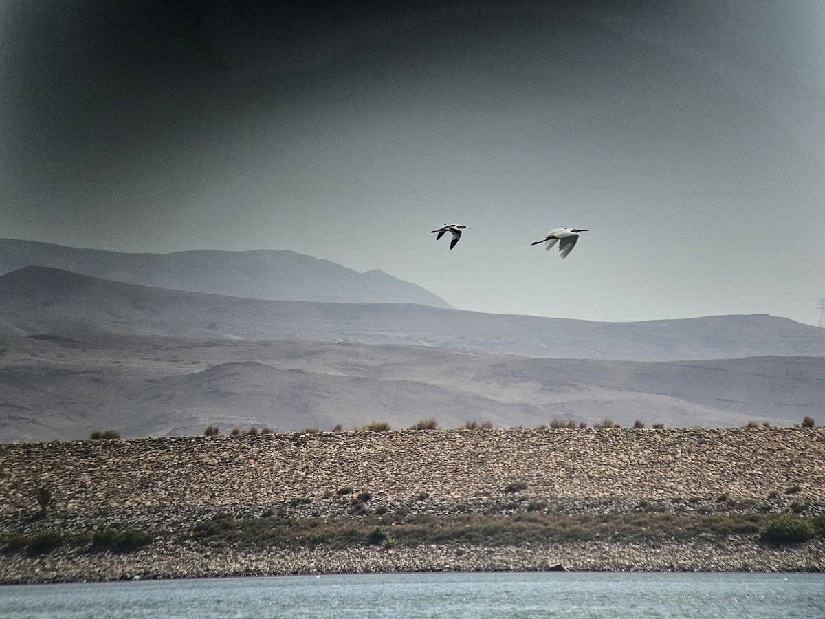 Pied Avocet - ML642803470