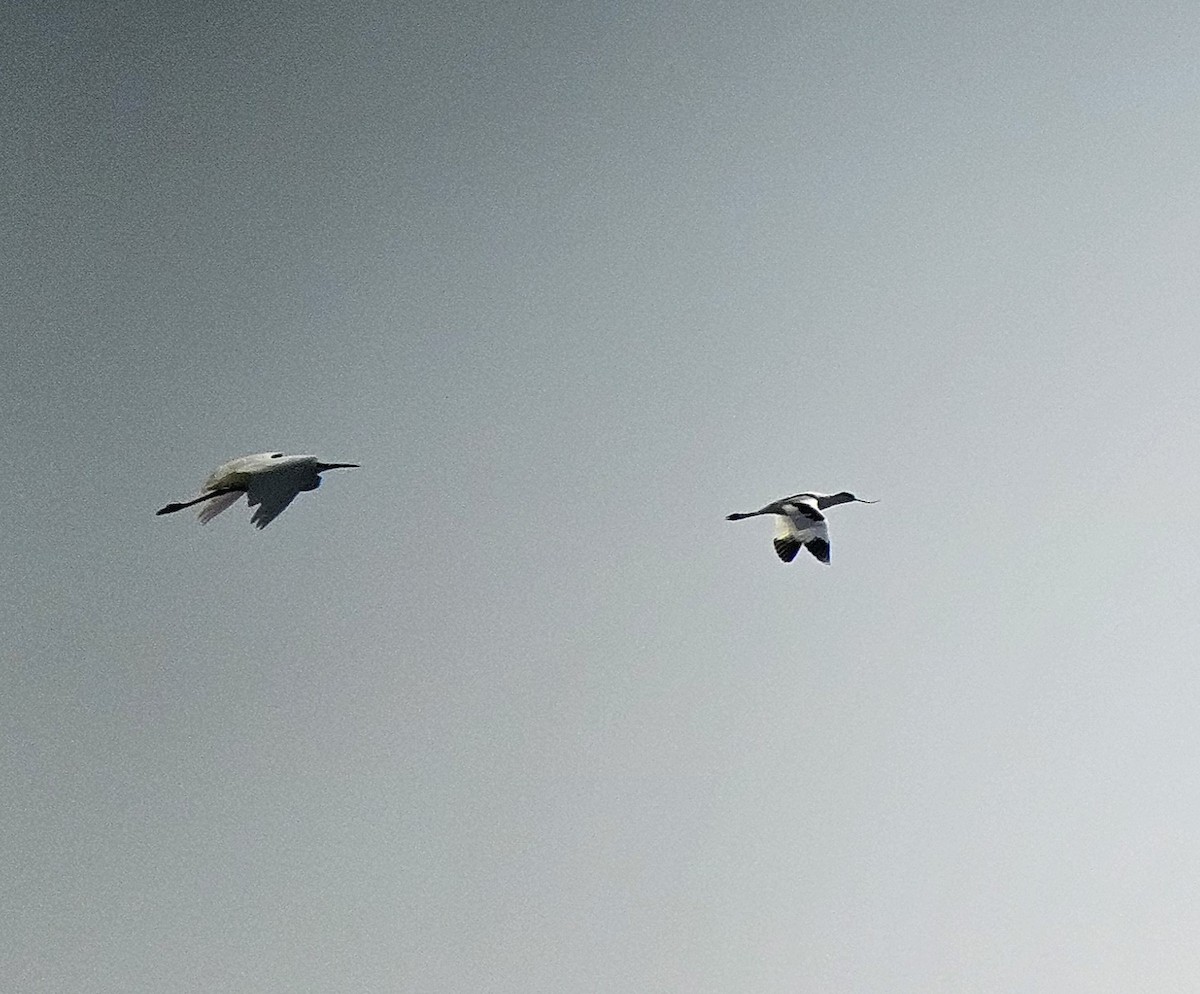 Kılıçgaga - ML642803471