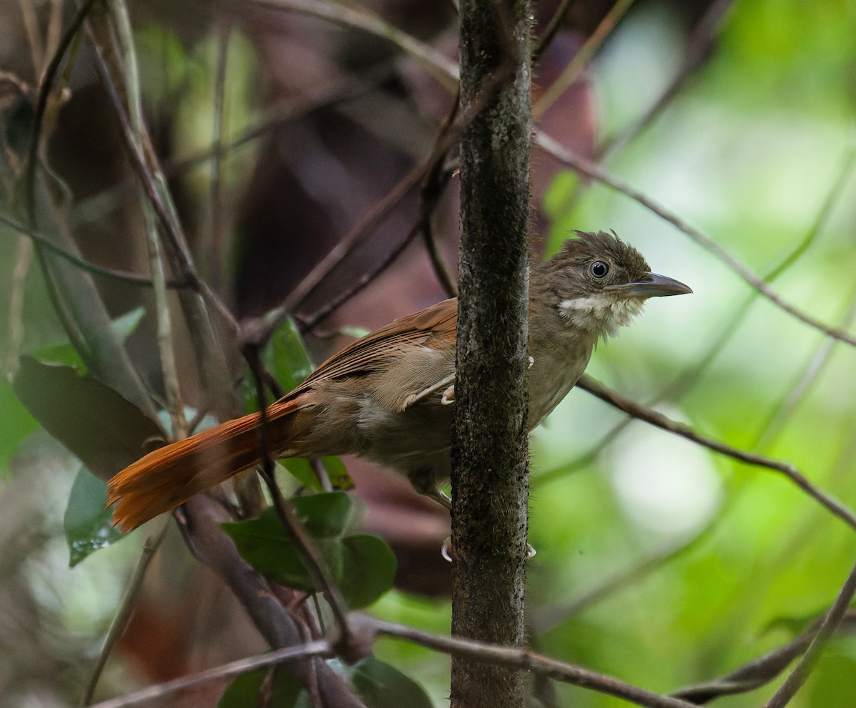 Para Foliage-gleaner - ML642803472