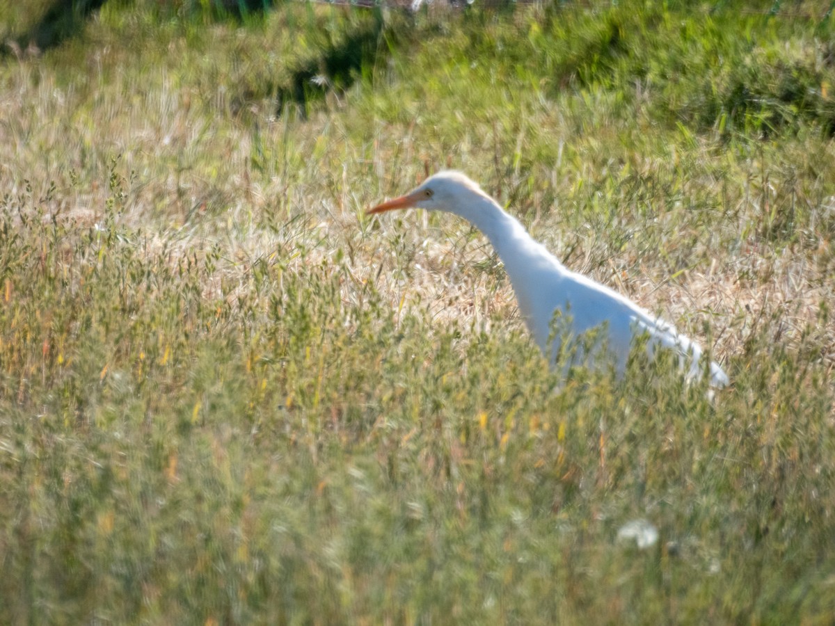 Western Cattle-Egret - ML642803483