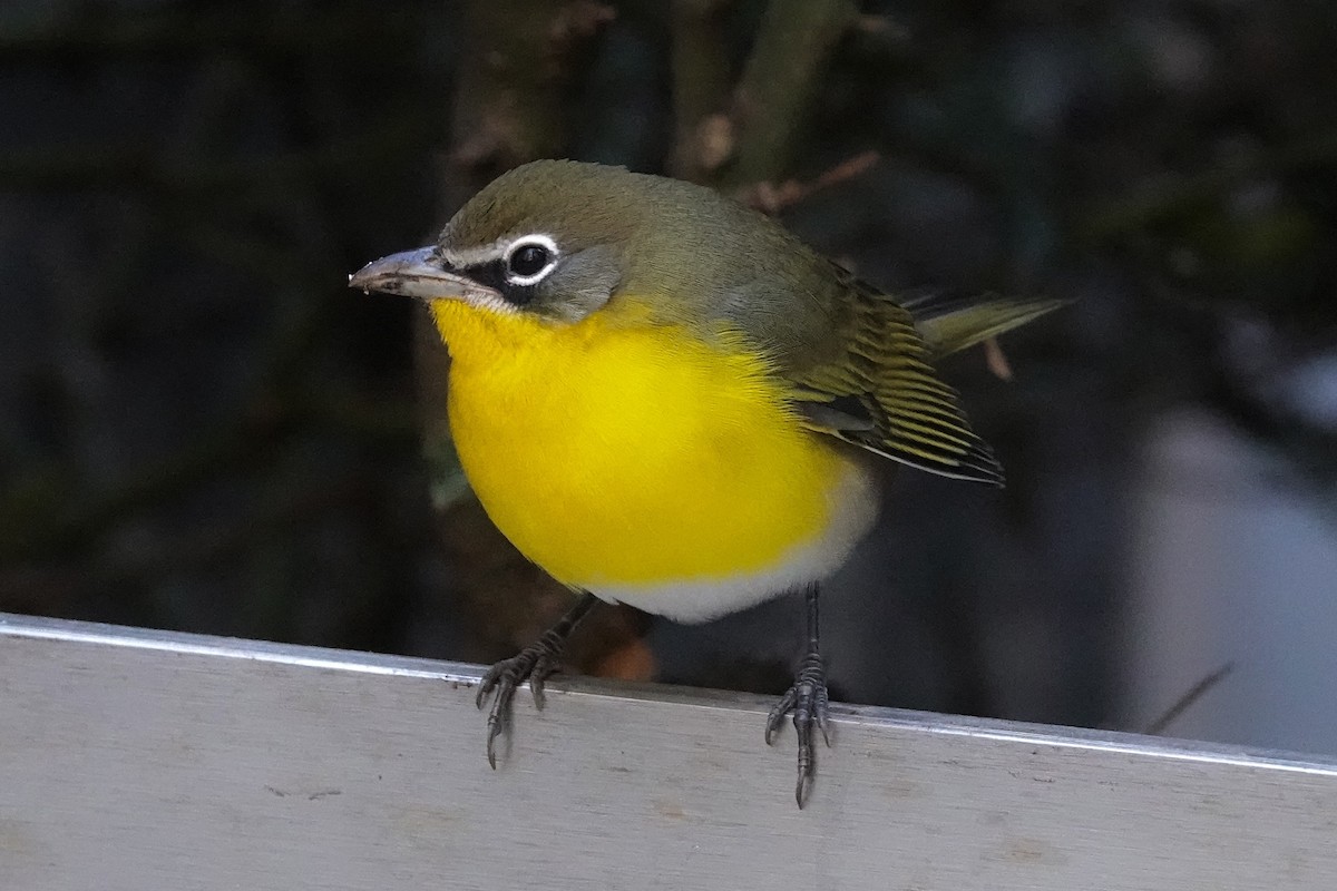 Yellow-breasted Chat - ML642803484