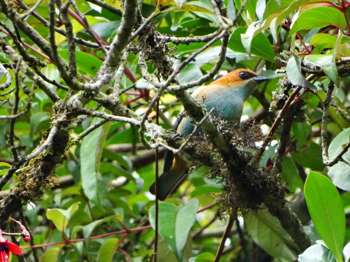 Chestnut-backed Tanager - ML642803490