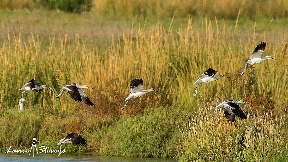 American Avocet - ML642803493