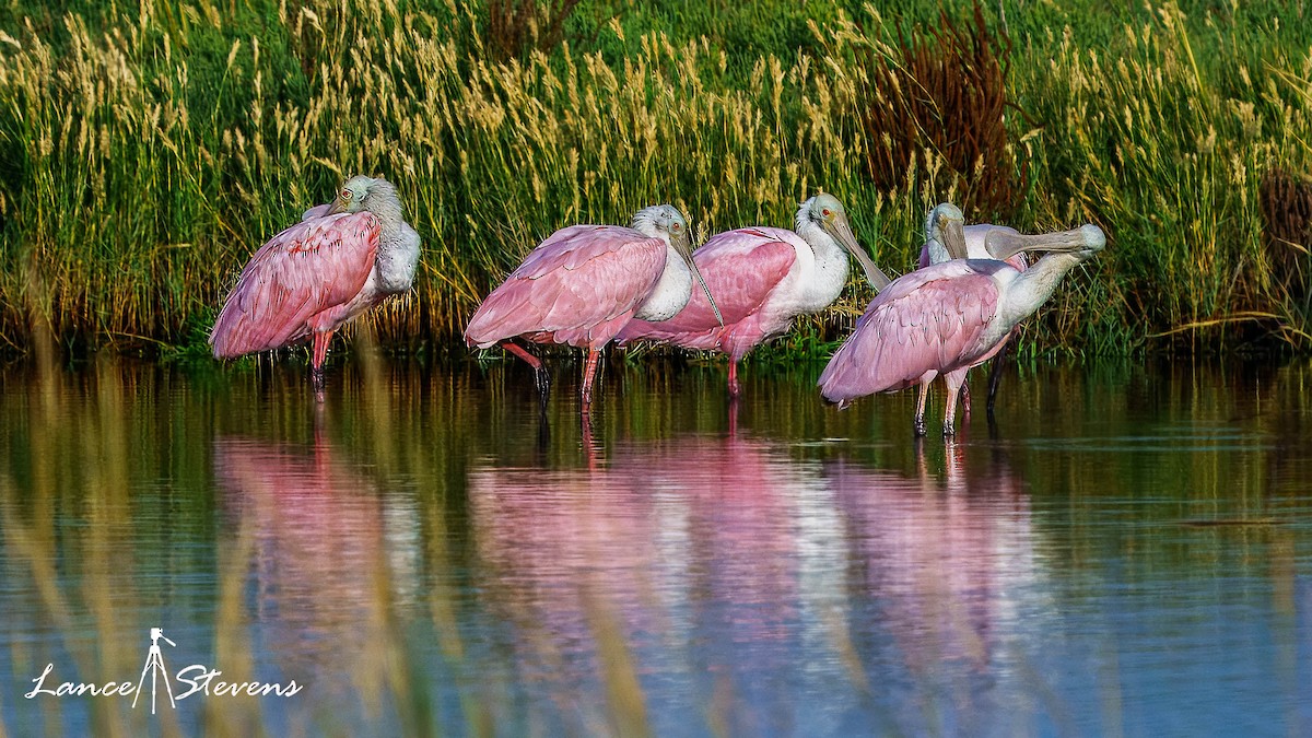 Roseate Spoonbill - ML642803504