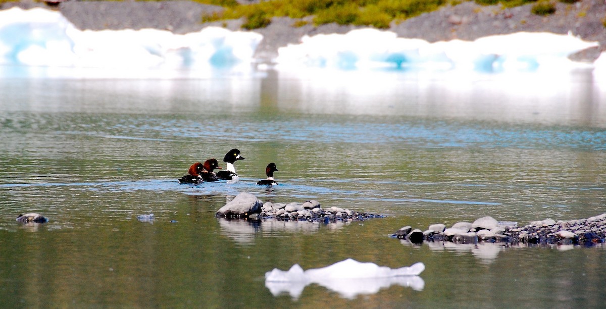 Barrow's Goldeneye - ML642803514