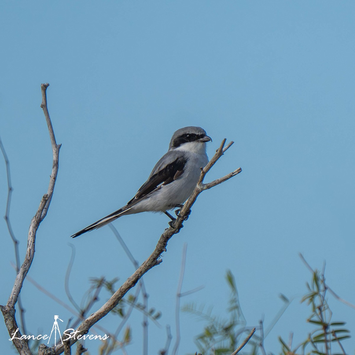 Loggerhead Shrike - ML642803515