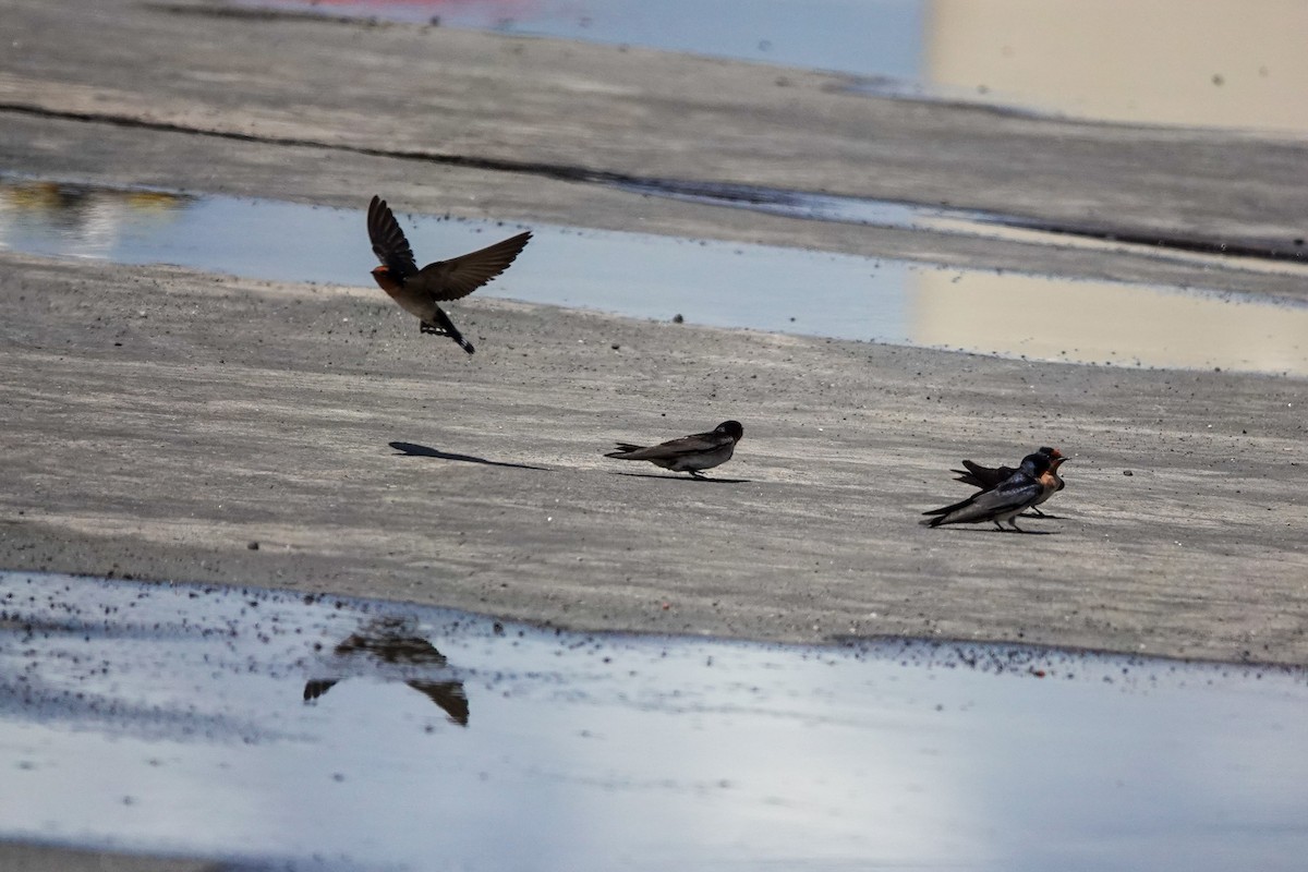 Pacific Swallow - ML642803519