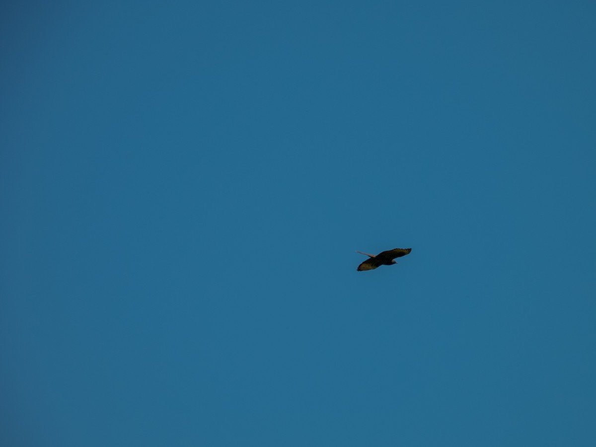 European Honey-buzzard - ML642803520