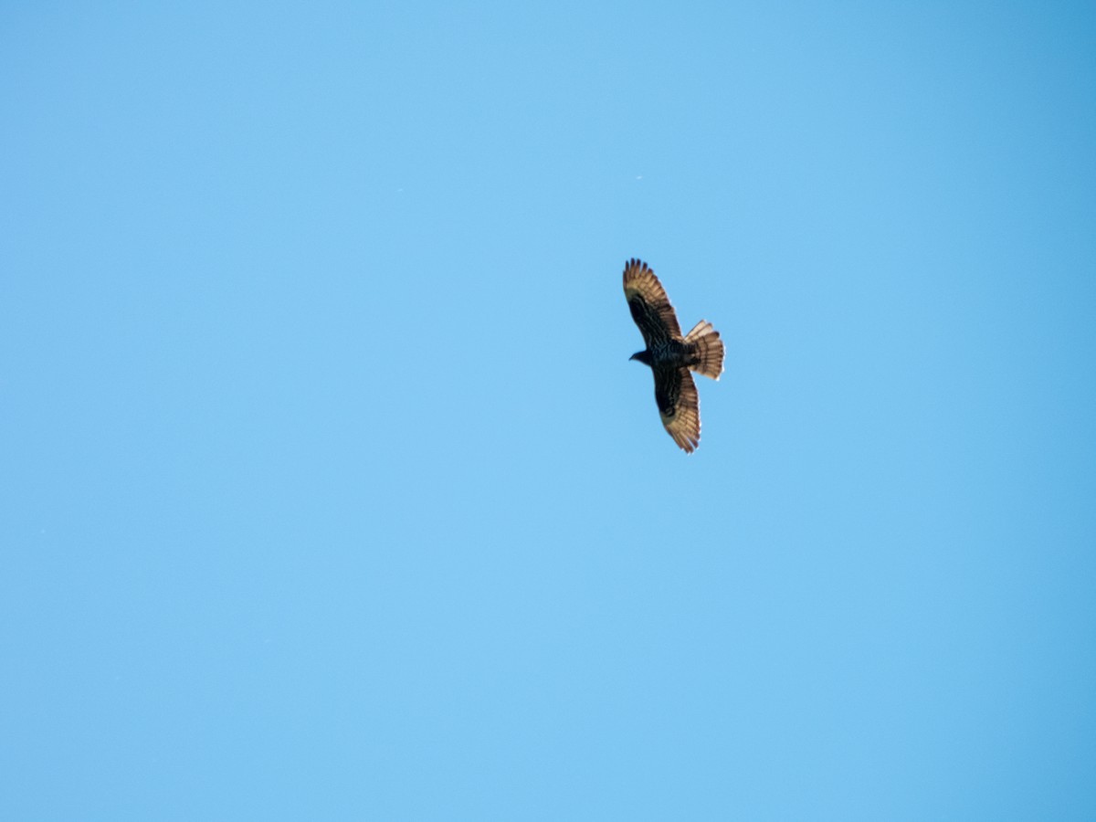 European Honey-buzzard - ML642803524