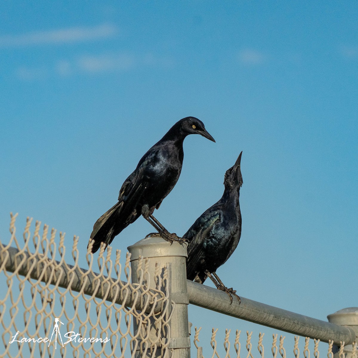 Great-tailed Grackle - ML642803525