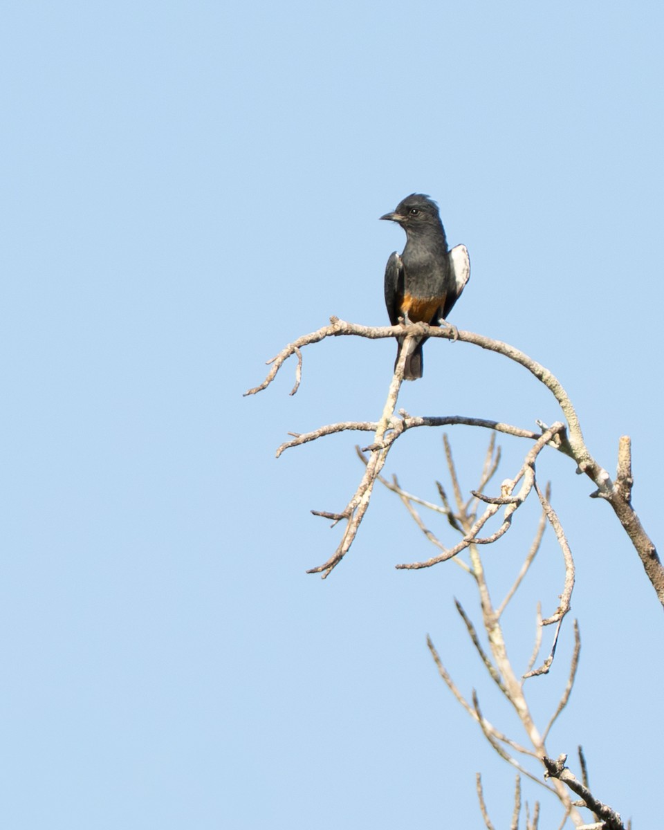 Swallow-winged Puffbird - ML642803526